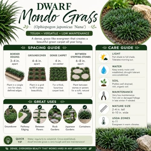Dwarf Mondo Grass (Ophiopogon japonicus 'Nana') 18 Count Flat, 3.5" pots