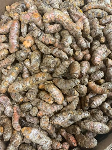 Fresh Yellow Turmeric Root - 1lb