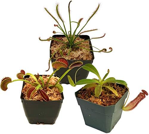Carnivorous Plant Beginner Collection - Sundew, Venus Flytrap, Pitcher Plant - Live Adult Plants with 3" pots