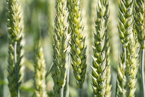 All Good Things Organic Hard Red Spring Wheat Seeds for Planting: 200 Count | Classic Bread-Baking Wheat, High-Protein Hard Red Kernels, Homestead Grain Plot Staple, Doubles as Cover Crop, Non-GMO
