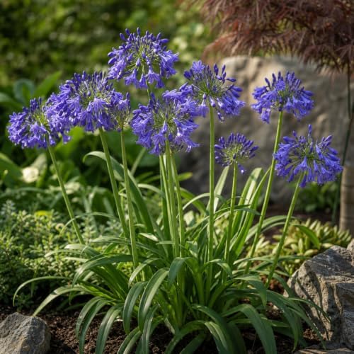 Storm Cloud | 3 Live Plants | Agapanthus Africanus | Drought Tolerant Perennials, Blue Flowering Plant, Long Blooming Garden, Evergreen Foliage