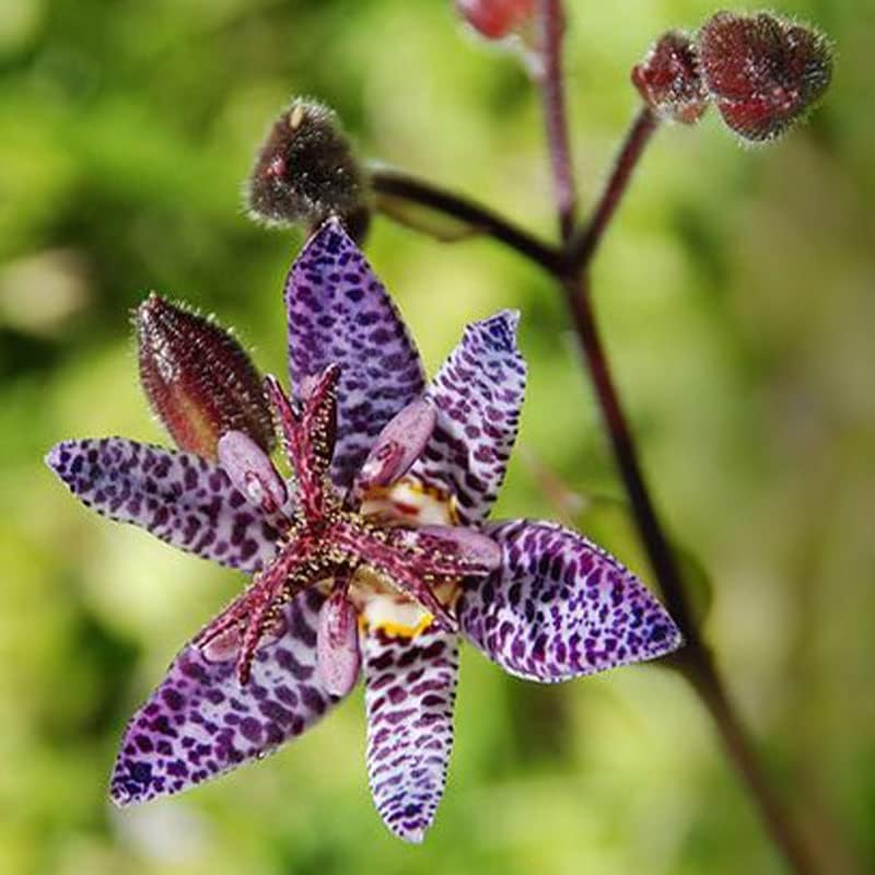 Blue Wonder Toad Lily (Hardy Japanese Lily) 1/pkg