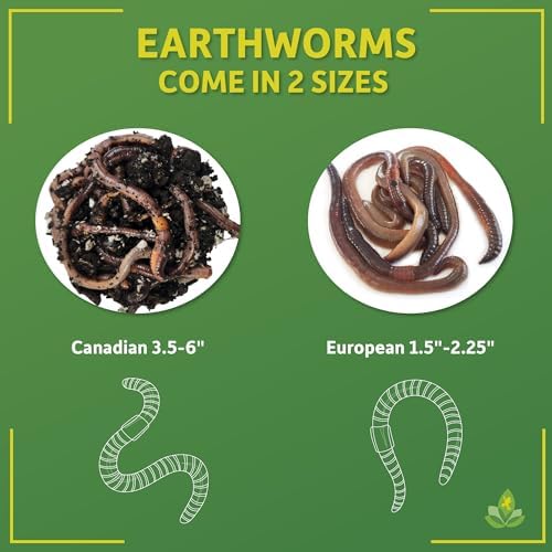 Josh's Frogs Nightcrawlers/Earthworms - 'Lumbricus terrestris' (16 oz)