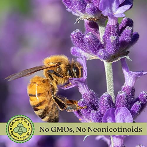 Clovers Garden French Lavender Herb Plant Two (2) Live Plants Non-GMO Each 4" to 8" Tall in 4" Pots - Everblooming, Mild Scent, Dries Well