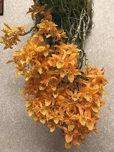 Peter's 20-20-20. 2 Pounds. General Purpose Water Soluble Fertilizer with Micro Nutrients.