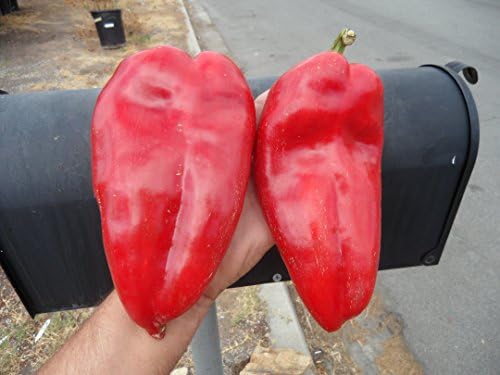 Elephants Ears Pepper 10+ Seeds