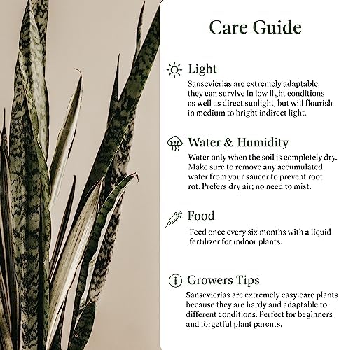 American Plant Exchange Snake Plant – Medium 6-Inch Pot Yellow Sansevieria Trifasciata, Drought-Tolerant, Air-Purifying Live Houseplant for Home