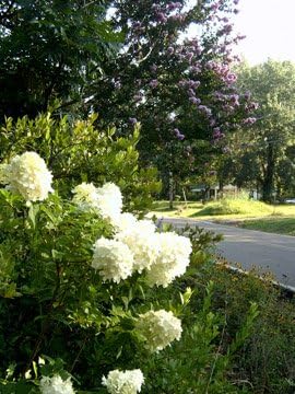 Hydrangea Paniculata 'Limelight' Panicle Hydrangea, 3 Gallon | 3 Year Plants, 30-36", Outdoor