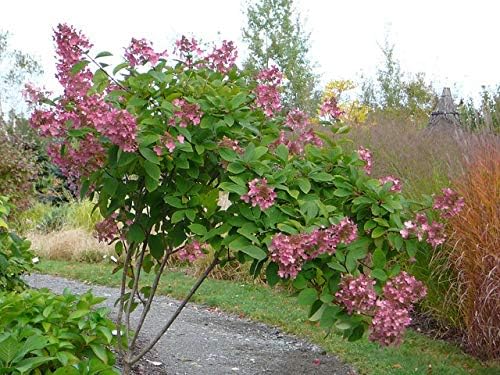 Unique Hydrangea Paniculata - Live Plant Shipped 2 Feet Tall by DAS Farms