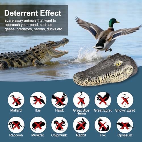 Floating Alligator Head