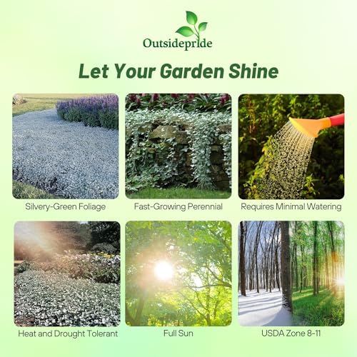 Outsidepride Perennial Dichondra Repens Seeds - 2 lbs Dense Green, Low-Maintenance Ground Cover Seeds for Planting, Ideal Lawn Alternative in Sun or Shady Areas & Erosion Control in USDA Zones 8-11