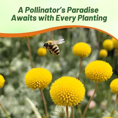 Outsidepride Billy Button Craspedia Globosa Seeds - 1000 Pcs Perennial, Hardy & Drought Tolerant, Flower Seeds for Planting w/Yellow Spherical Blooms, Ideal for Cut Flower & Pollinator Gardens