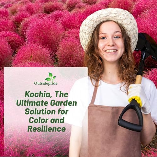 Outsidepride Kochia Trichophylla Burning Bush Seeds - 5000 Count (Vibrant Fall Color, Drought Tolerant) Shrubs and Bushes Live Plants Outdoor, No Maintenance Bushes for Landscaping