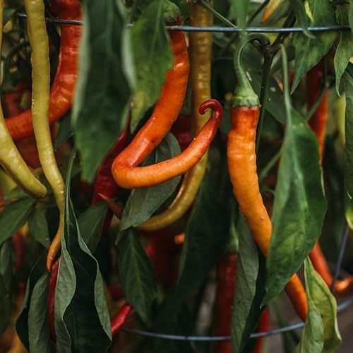Surmeli Turkish Sweet Pepper - 25 Seeds - Rare Heirloom Turkish Pepper, USA-Grown