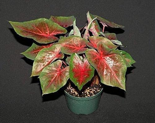 Caladium Blaze (6 Bulbs) Thrives in Heat and Humidity, Elephant Ears