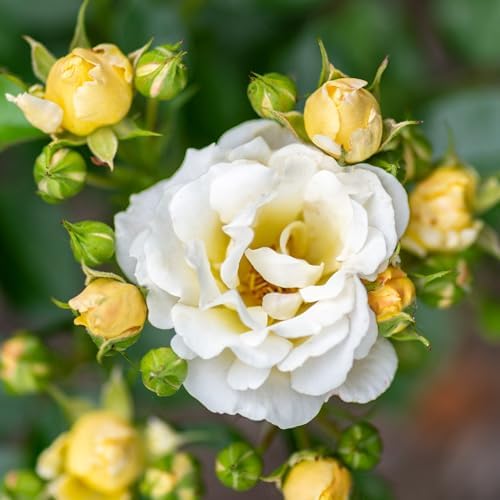 Drift 2 Gal. Popcorn Rose Shrub