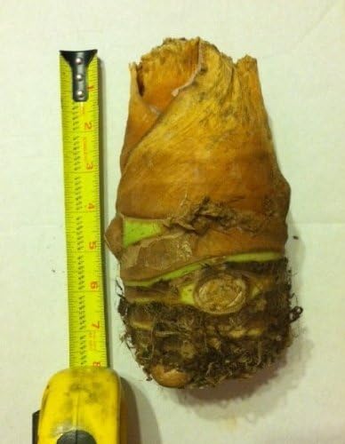3 Upright Elephant Ear Bulbs- (Giant Upright)