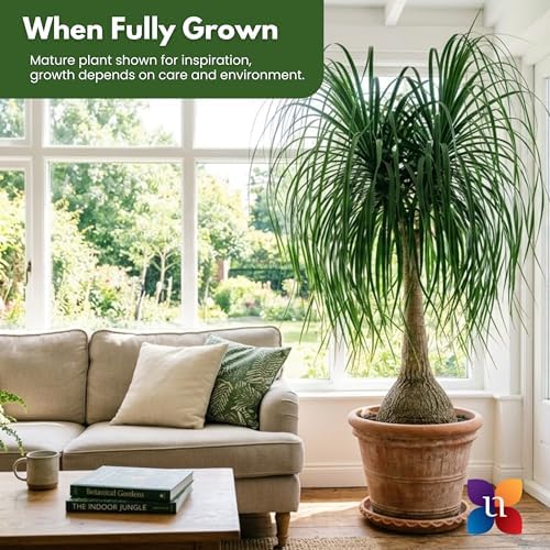 Ponytail Palm Live Plant by United Nursery Indoor House Plant for Home, Patio, or Office Decor (Plant Pot, 10-inch Pot)