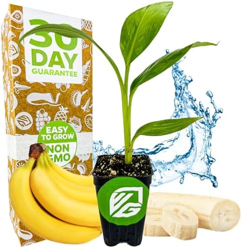Ice Cream Banana Tree (1-Pack) Live Plants by Wellspring Gardens | Easy to Grow Plants for Nature Lovers & Gardeners- Outdoor Planting in Patio | Musa acuminata