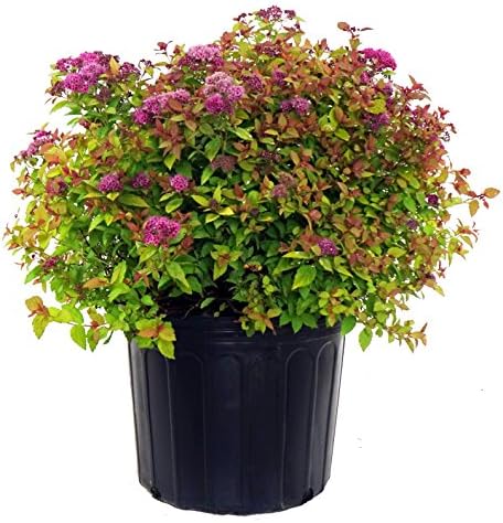Proven Winners - Spiraea jap. Double Play Gold (Spirea) Shrub, , #3 - Size Container