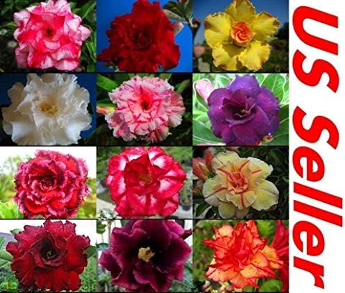 10 PC Desert Rose Seeds Mixed Colors B99