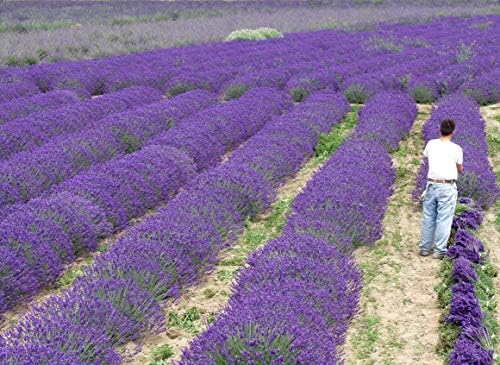 L+ Hidcote Blue Lavender — 4 Live Plants in 4" Pots — Deep Purple-Blue Flowers — Fragrant, Bee-Friendly, Drought & Deer Resistant Perennial — Zones 5–9, Cut Flower & Sachet