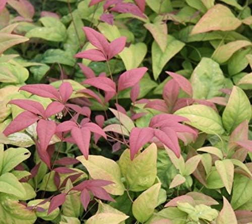 Blush Pink™ Nandina Heavenly Bamboo - Live Plant - Full Gallon Pot