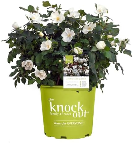 Knock Out 2 Gal. White Rose Shrub