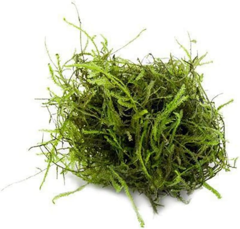 Java Moss - Vesicularia dubyana (4x6 cm) - Live Aquarium Plant
