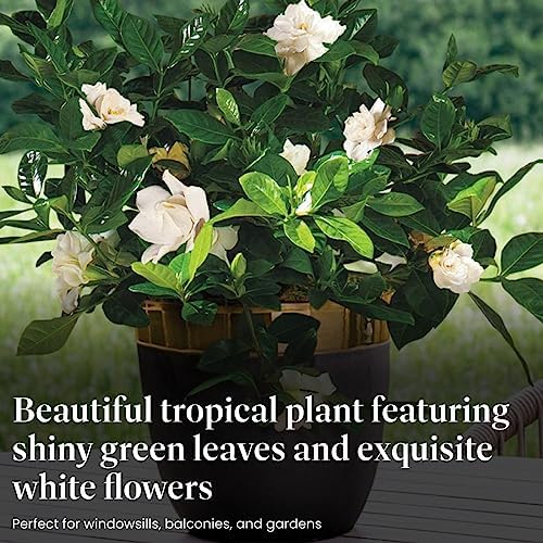 American Plant Exchange Gardenia Tree – Live Evergreen in Large 8-Inch Pot, Fragrant White Blooms, Easy-Care Indoor & Outdoor Flowering Tree for Home, Patio & Garden Décor