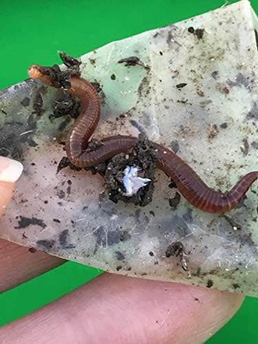 1000 Red Wigglers Composting Worms VERMI Indoor Compost Worm castings Live