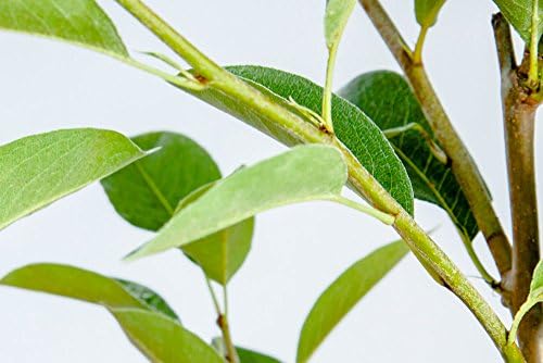 Orient PEAR Tree - Size: 3-4 ft, Live Plant, Includes Special Blend Fertilizer & Planting Guide