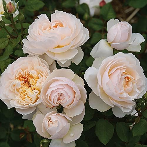 Heirloom Shrub Roses, Live Own Root Plant, Moonlight in Paris® | Moderately Fragrant, Hardiness Zones: 6-9, Repeat Blooming, For Outdoor Gardens