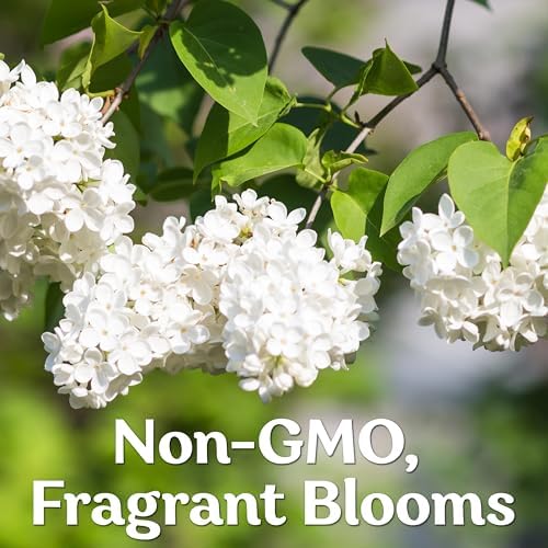 60 White Japanese Lilac Seeds (Syringa reticulata) – Extremely Fragrant, Perennial Flowering Plant