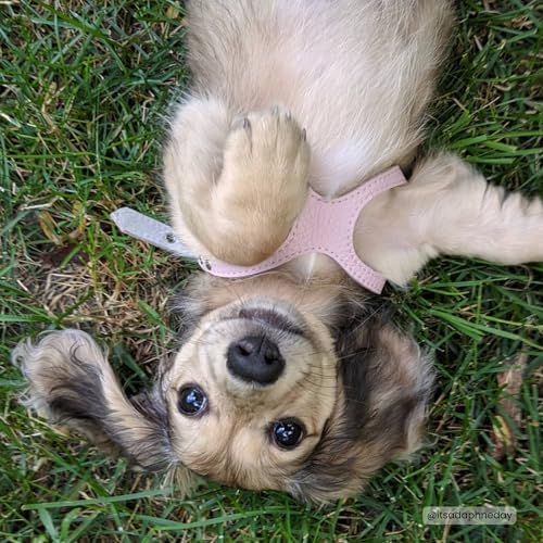 BUDDY BELT Harness Pebble Grain Pink - Premium Edition (3.5)