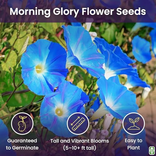Morning Glory Seeds for Planting - 250 Fresh Seeds - Heavenly Blue Climbing Vine Flower Seed - Attracts Butterflies & Hummingbirds - Fast Growing