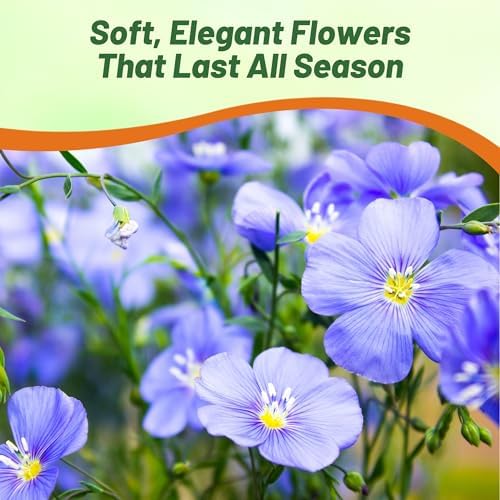 Outsidepride Blue Flax Seeds - 5000 Pcs Perennial Flower Seeds for Planting, Self-Seeding, Drought-Tolerant w/Compact Growth, Ideal for Small Gardens, Meadows, Borders, or Mass Plantings