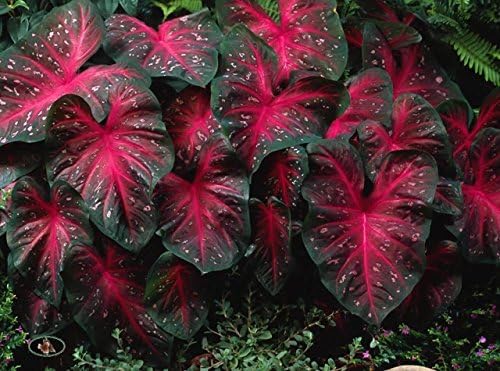 Caladium Red Flash,(10 Bulbs) Thrives in Heat and Humidity, Elephant Ears