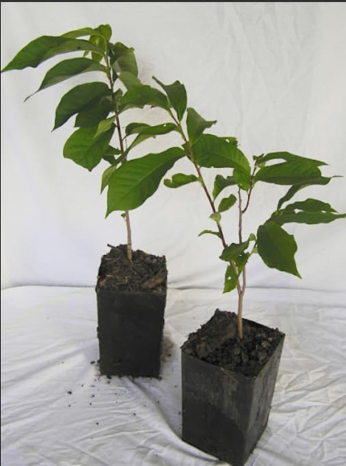 Old Fashioned Lilac Bushes Live Plants (2 Pack) – 14–24” Tall - Syringa vulgaris – Fragrant Lavender Purple Flowers – Hardy Flowering Shrubs