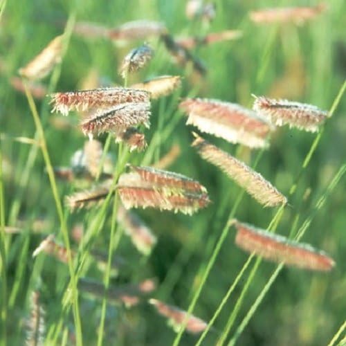 1000 Blue GRAMA Grass Gramma Bouteloua Gracilis Flower Mosquito Grass Seeds