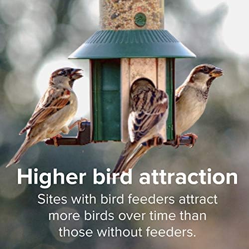 Blue Seal Nature's Choice Wild Bird Seed | High Energy Blend, Sunflower and White Safflower Seeds, No Filler | 20 Pound Bag
