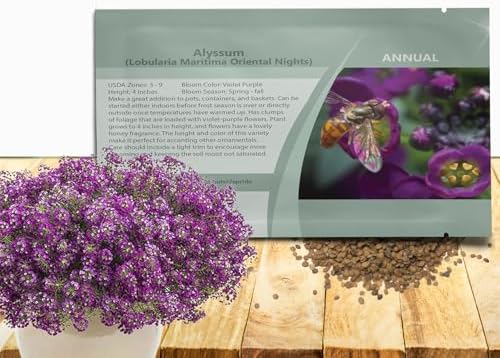 Outsidepride Oriental Nights Alyssum Seeds - 5000 Pcs Annual, Drought-Tolerant & Pollinator-Friendly Ground Cover Seeds w/Fragrant Honey Blooms for Low-Growing Xeriscaping & Outdoor Planting