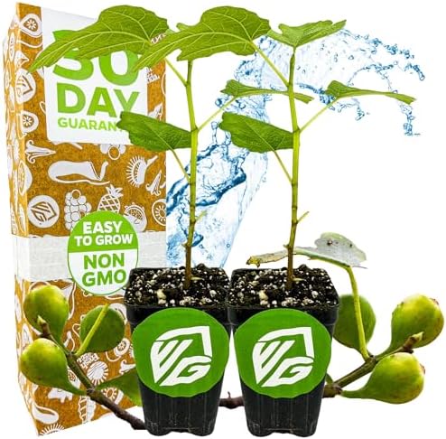 Olympian Fig Tree Live Plant - Ficus carica by Wellspring Gardens - Starter Plant Ideal for Gardens & Containers - Great for Indoor Houseplants, Outdoor Landscaping & Garden Planting