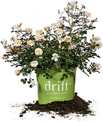 Apricot Drift 1 gallon