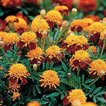 Park Seed Whopper Mix Marigold Flower Seeds – Giant 4-Inch Double Blooms in Yellow, Gold & Orange, Compact and Weather-Resistant Plants, Easy to Grow for Beds or Containers – Pack of 25