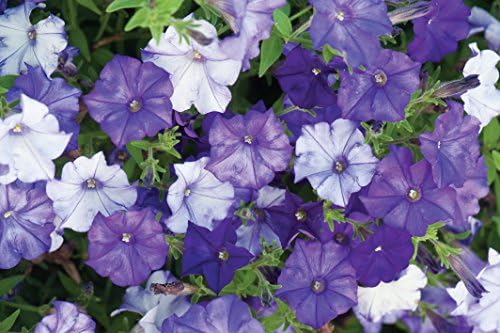 Burpee Shock Wave Denim Petunia Seeds 10 seeds