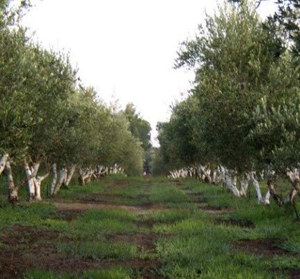 Laconiko Ultra Premium Extra Virgin Olive Oil | New 2025 HARVEST | NYIOOC 2025 GOLD MEDAL | MADE in GREECE | #1 MOST AWARDED GREEK OLIVE OIL BRAND