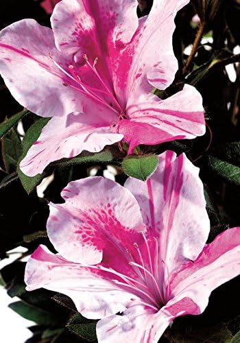 Encore Azalea Autumn Twist (2 Gallon) Pink Flowering Shrub Alive/Full Sun Live Outdoor Plant/Evergreen Plants Purple Pink Flowering Shrub - Full Sun