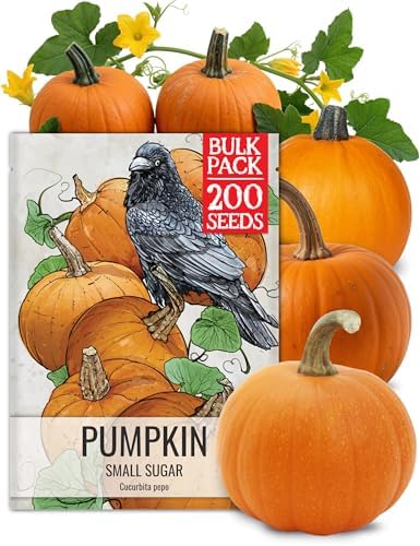 Seed Needs Pumpkin Seeds to Plant 100 Seeds Spooky Mix Non GMO Bulk Pack