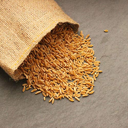 Handy Pantry Organic Kamut Seeds – 35 lb – Bulk Ancient Grain | Emergency Food Storage, Baking, Sprouting, Milling